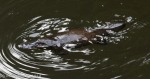 Platypus Swimming