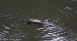 Platypus Floating