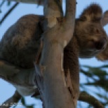 Koala Peeking