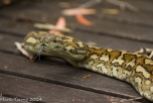 Sleepy Carpet Python Snake