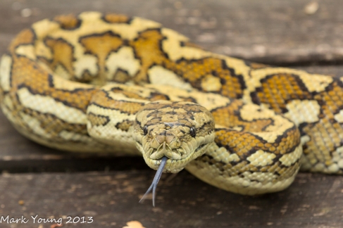 Carpet Python or Carpet Snake
