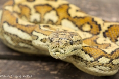 Sleepy Carpet Python Snake
